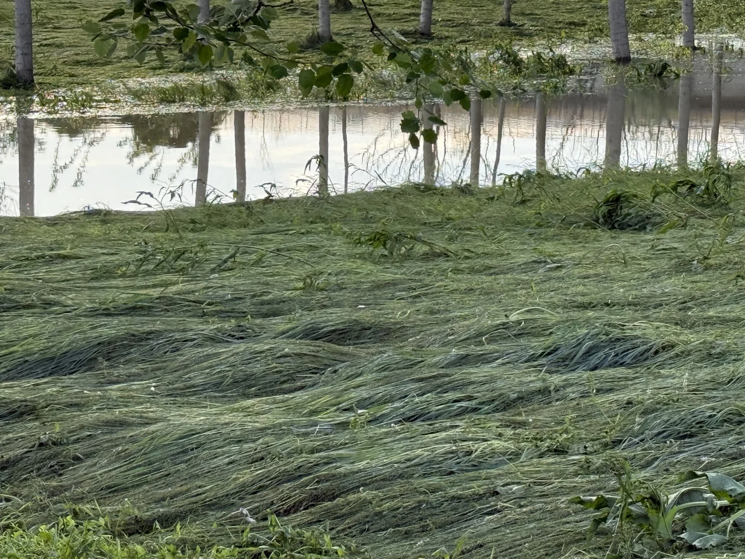 Alberi riflessi nell’acqua, tra l’erba verde
